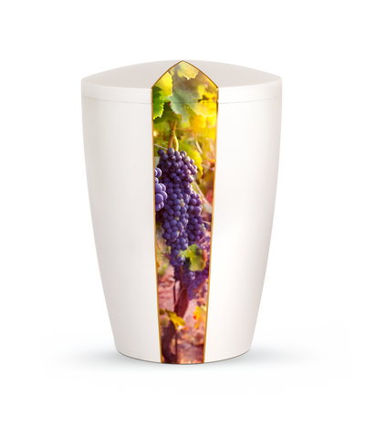 Weinrebe